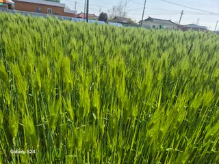 사천시향촌동 돼지띠님의 자유주제 · 자유게시판 작성글 사진