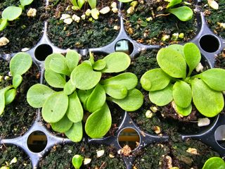 홍천산채농원님의 자유주제 · 자유게시판 작성글 사진