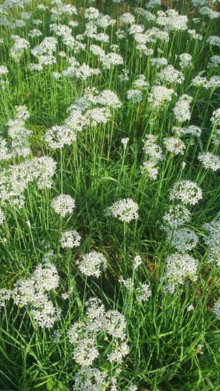 인생은 소풍처럼~님의 자유주제 · 자유게시판 작성글 사진