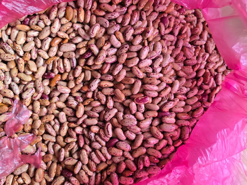 장터 상품 [호랑이강낭콩 종자 판매] 썸네일