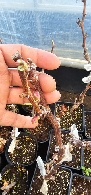 뿌리묘목농원님의 자유주제 · 자유게시판 작성글 사진