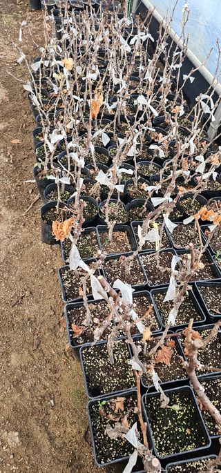 뿌리묘목농원님의 자유주제 · 자유게시판 작성글 사진