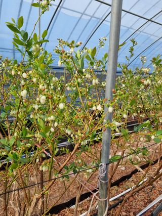 김현숙 블루베리 작두콩님의 자유주제 · 자유게시판 작성글 사진