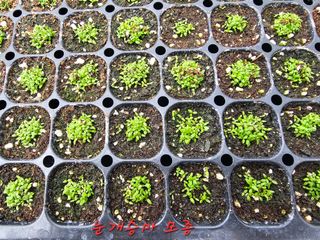 홍천산채농원님의 자유주제 · 자유게시판 작성글 사진