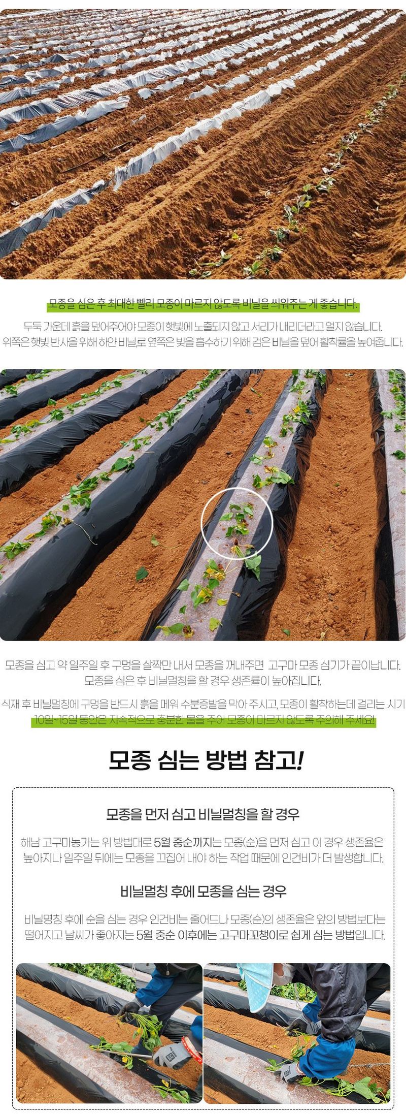 초록미소 금호농장님의 장터 판매 상품 [무병모 해남 황토 고구마 모종] 첨부 사진