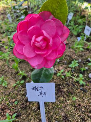 분재님의 자유주제 · 자유게시판 작성글 사진