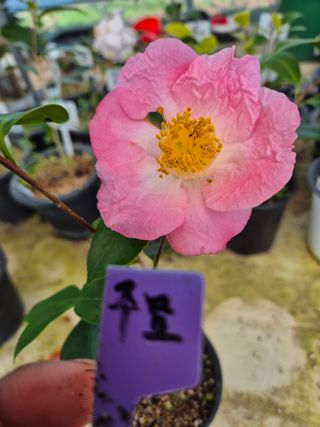 분재님의 자유주제 · 자유게시판 작성글 사진