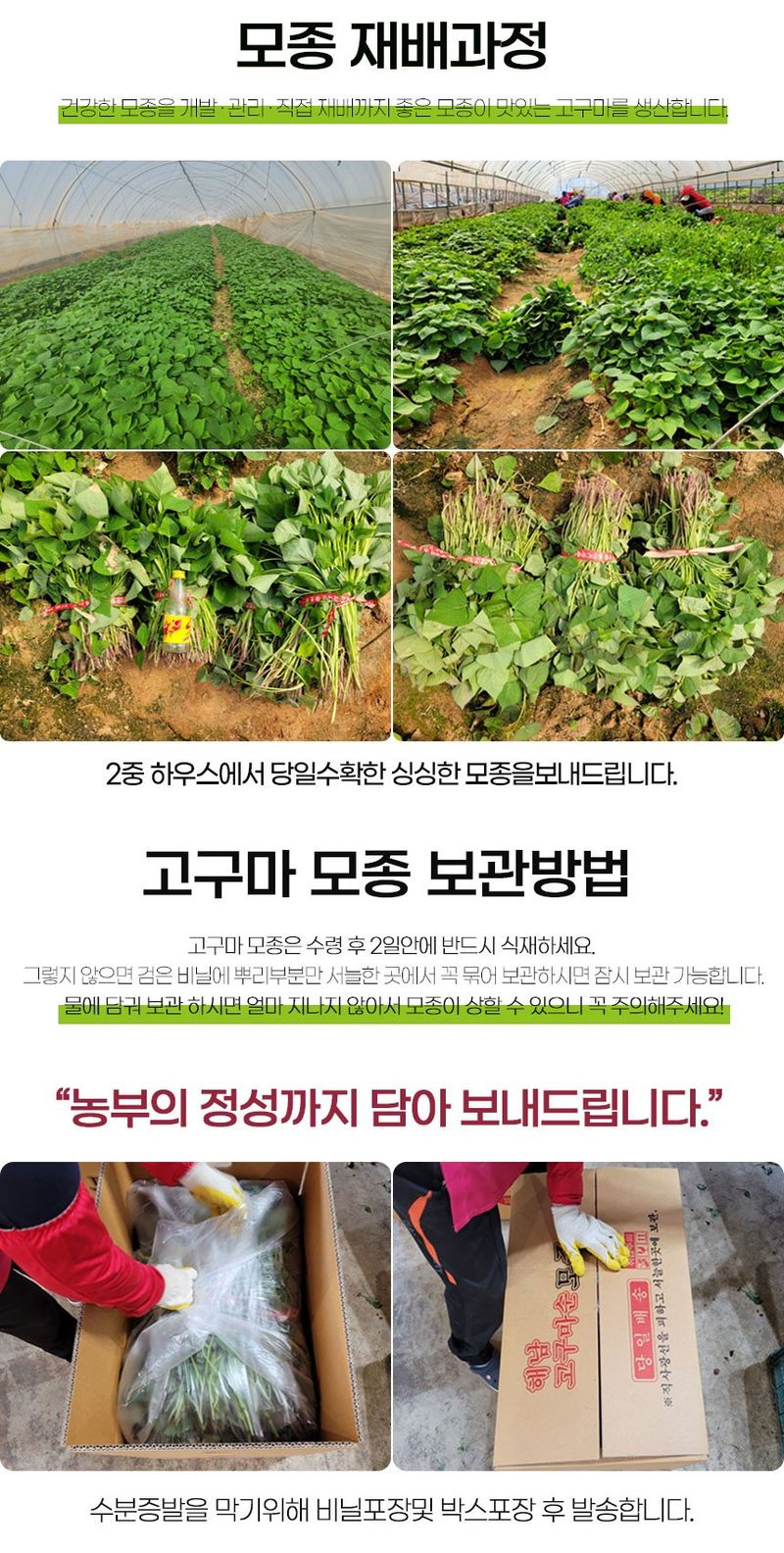초록미소 금호농장님의 장터 판매 상품 [해남 무병묘 황토 고구마모종 종순 1.2kg 3kg 5kg 10kg 20kg 판매합니다.] 첨부 사진