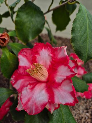 분재님의 자유주제·자유게시판 작성글 사진