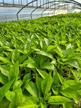 팜모닝 자유주제·자유게시판 게시글 이미지