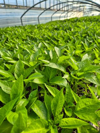 김영진(전남영광)님의 자유주제 · 자유게시판 작성글 사진