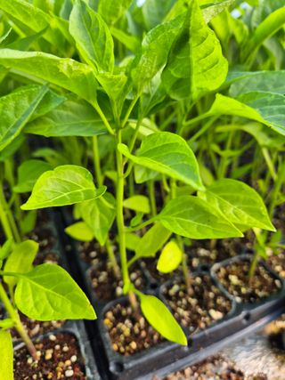 김영진(전남영광)님의 자유주제 · 자유게시판 작성글 사진