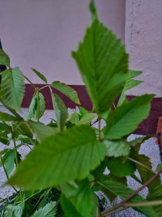 매실향기차향기님의 자유주제 · 자유게시판 작성글 사진