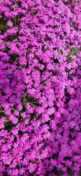 하은와송~♡♡♡~님의 자유주제·자유게시판 작성글 사진