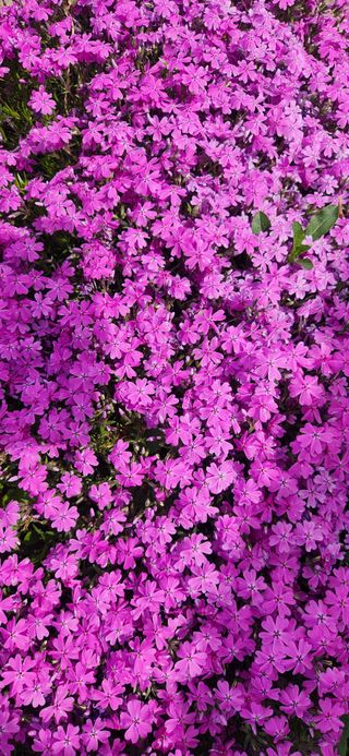 하은와송~♡♡♡~님의 자유주제 · 자유게시판 작성글 사진