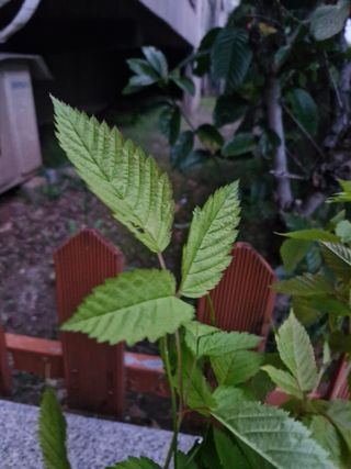 매실향기차향기님의 자유주제 · 자유게시판 작성글 사진