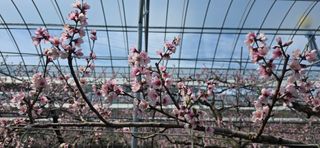 달맛햇복숭아농원님의 자유주제·자유게시판 작성글 사진