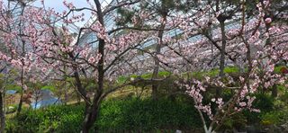 달맛햇복숭아농원님의 자유주제 · 자유게시판 작성글 사진