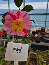 분재님의 자유주제·자유게시판 작성글 사진