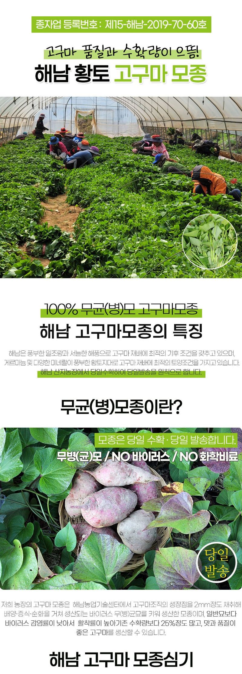 초록미소 금호농장님의 장터 판매 상품 [해남 무병묘 황토 고구마모종 종순 1.2kg 3kg 5kg 10kg 20kg 판매합니다.] 첨부 사진