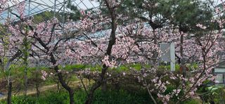 달맛햇복숭아농원님의 자유주제 · 자유게시판 작성글 사진