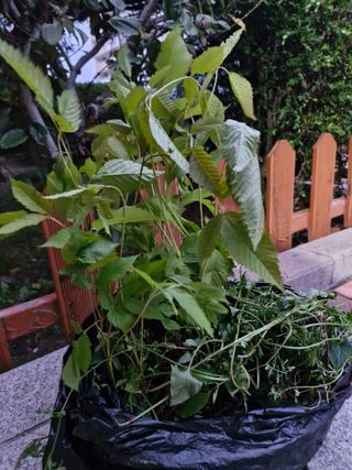 매실향기차향기님의 자유주제 · 자유게시판 작성글 사진