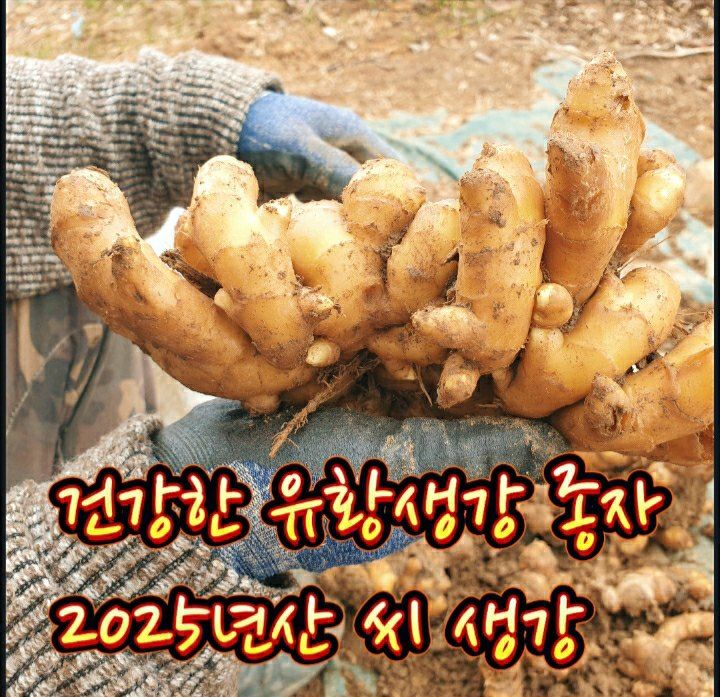 장터 상품 [2025년산 국산 유황생강 종자 1kg] 썸네일