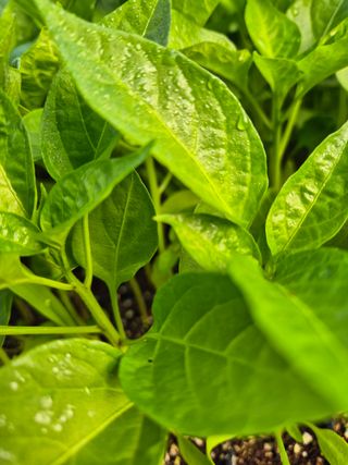 김영진(전남영광)님의 자유주제 · 자유게시판 작성글 사진