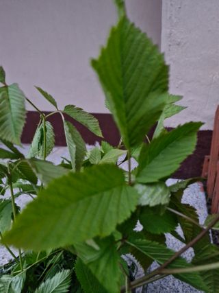 매실향기차향기님의 자유주제 · 자유게시판 작성글 사진