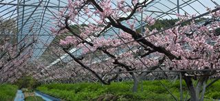 달맛햇복숭아농원님의 자유주제 · 자유게시판 작성글 사진