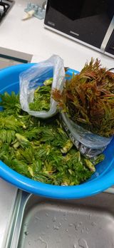 초보퍼머5도2촌준비님의 자유주제·자유게시판 작성글 사진