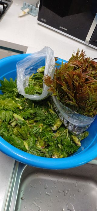 초보퍼머5도2촌준비님의 자유주제 · 자유게시판 작성글 사진