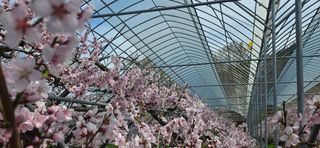 달맛햇복숭아농원님의 자유주제 · 자유게시판 작성글 사진