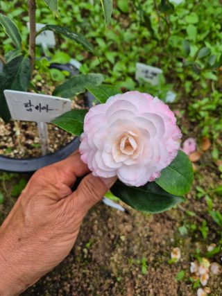 분재님의 자유주제 · 자유게시판 작성글 사진