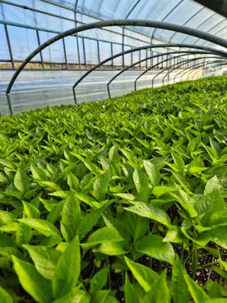 김영진(전남영광)님의 자유주제 · 자유게시판 작성글 사진