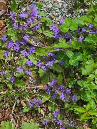청산거사님의 자유주제 · 자유게시판 작성글 사진