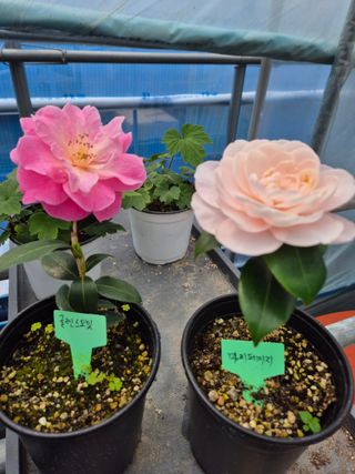 분재님의 자유주제 · 자유게시판 작성글 사진