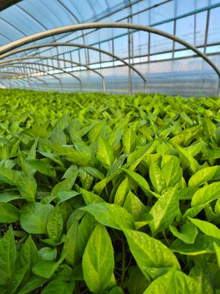 김영진(전남영광)님의 자유주제 · 자유게시판 작성글 사진