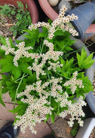 하은와송~♡♡♡~님의 자유주제 · 자유게시판 작성글 사진