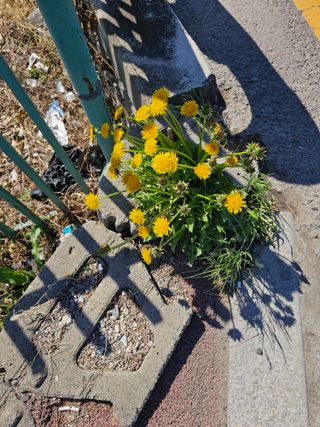 청산거사님의 자유주제 · 자유게시판 작성글 사진