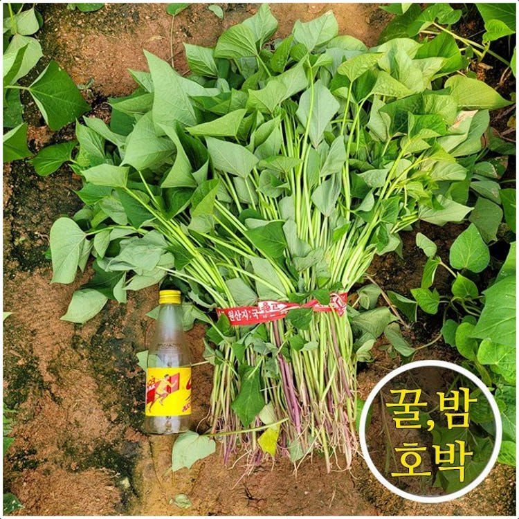 장터 상품 [해남 무병묘 황토 고구마모종 종순 1.2kg 3kg 5kg 10kg 20kg 판매합니다.] 썸네일