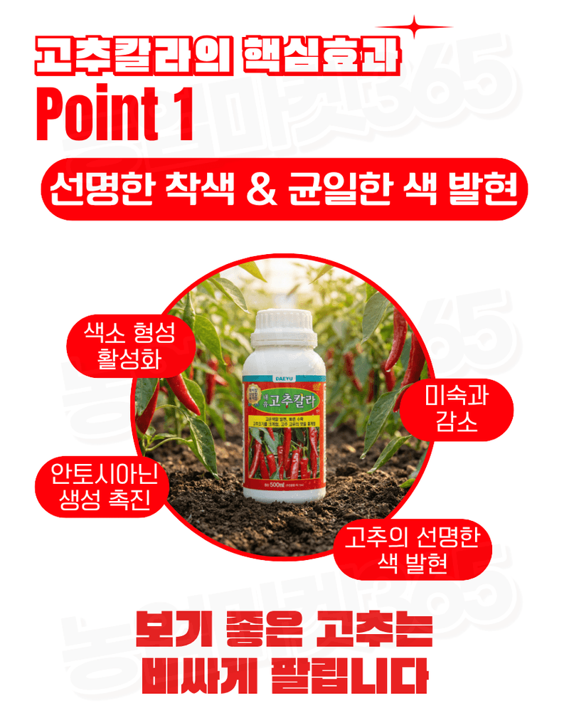 농업마켓365님의 장터 판매 상품 [대유 고추칼라 500ml 고추착색제 비대제 착과촉진제 식물영양제] 첨부 사진
