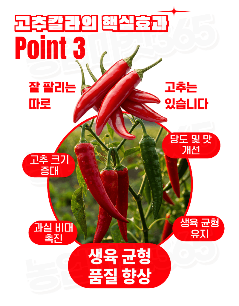 농업마켓365님의 장터 판매 상품 [대유 고추칼라 500ml 고추착색제 비대제 착과촉진제 식물영양제] 첨부 사진