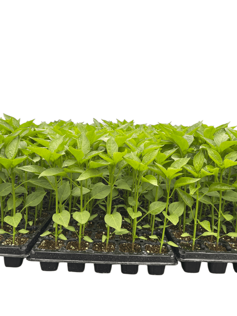 안산제일농약사님의 장터 판매 상품 [복합매끄니고추모종 100개] 첨부 사진