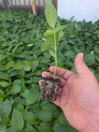 대산농사대장님의 고추 · 품종•종자 작성글 사진