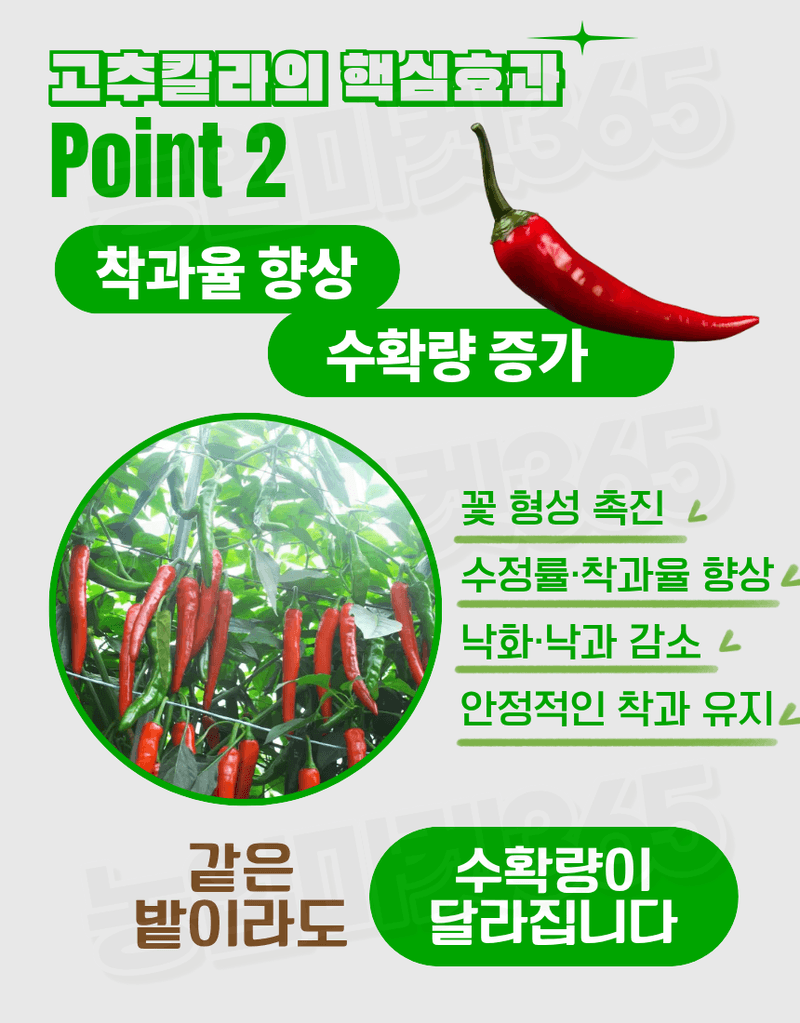 농업마켓365님의 장터 판매 상품 [대유 고추칼라 500ml 고추착색제 비대제 착과촉진제 식물영양제] 첨부 사진