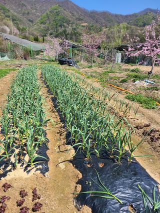 귤8640님의 자유주제 · 자유게시판 작성글 사진