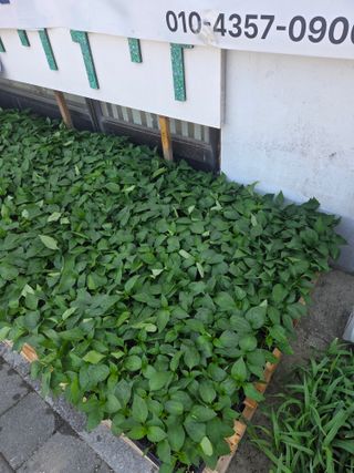 대산농사대장님의 고추 · 품종•종자 작성글 사진