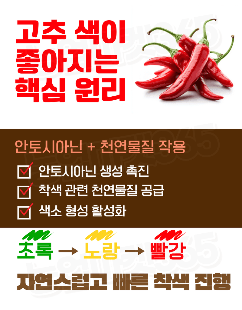 농업마켓365님의 장터 판매 상품 [대유 고추칼라 500ml 고추착색제 비대제 착과촉진제 식물영양제] 첨부 사진