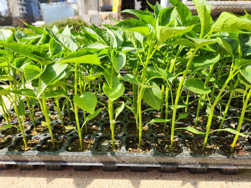 장터 상품 [순돌이와대근이고추모종 100개] 썸네일